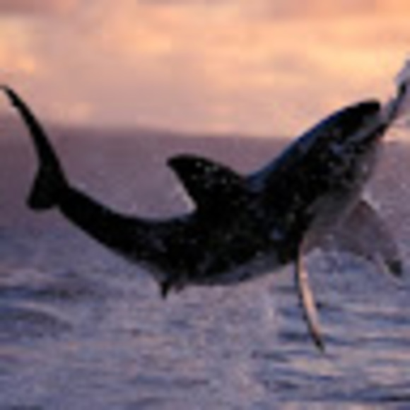 Meet your Posher, Timothy - Picture 1 of 1